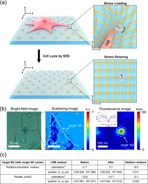 Applying LPM to measure in-plane traction force fields of intact cells.
(a) Schematic illustration showing the design of cell experiments: NDs are randomly embedded in an elastic substrate (PDMS) serving as fiducial markers; before (upper) and after (lower) cell lysis (3T3 cells treated with a detergent ), the orientation and position of NDs are measured via the LPM method. Red dashed arrow represents the projection direction of the NV center axis on the sample plane. (b) Typical bright-field (left panel) and scattering (middle panel) images of a cell fed with NDs. Fluorescence image (right panel) of a chosen ND with single NV center as indicated by the inserted g(2)(τ) measurement. White line (in the middle panel) outlines the profile of the cell. (c) A table shows the relative motions (before and after cell lysis) of a target ND with single NV center.